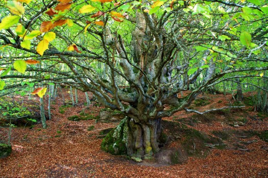 El haya de Turrientes